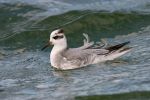 Grey_Phalarope~0.jpg