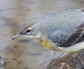 Grey_Wagtail090116-210.jpg