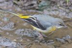 Grey_Wagtail090116-261.jpg