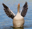 Greylag-Goose.jpg