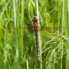 Hairy_Dragonfly.jpg