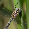 Hairy_Dragonfly110502-6276.jpg