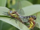 Hairy_Dragonfly~1.jpg