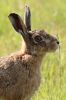 Hare070623-02.jpg