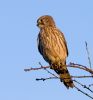 Kestrel081211-1685.jpg