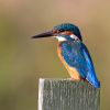 Kingfisher101027-6275.jpg