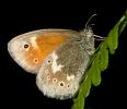 Large_Heath090704-064.jpg