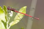 Large_Red_Damselfly~0.jpg