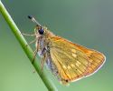 Large_Skipper100722-6984.jpg