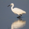 Little-Egret01.jpg