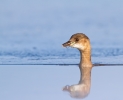 Little-Grebe_20120211_Toft-Newton_0018.jpg