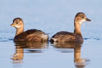 Little-Grebe_20120211_Toft-Newton_0053.jpg