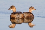 Little-Grebe_20120211_Toft-Newton_0136.jpg