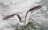 Little-Gull.jpg