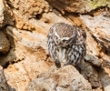 Little-Owl~0.jpg