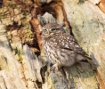 Little-Owl~1.jpg