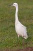 Little_Egret090116-007.jpg