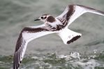 Little_Gull100906-2213.jpg