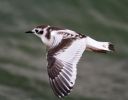 Little_Gull100906-2503.jpg