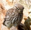 Little_Owl100506-0358.jpg