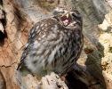 Little_Owl100506-0436.jpg