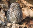 Little_Owl100506-0585.jpg