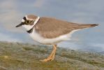 Little_Ringed_Plover.jpg