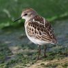 Little_Stint.jpg