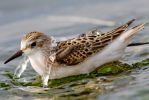 Little_Stint01.jpg