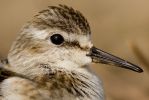 Little_Stint01~0.jpg