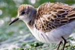 Little_Stint02.jpg