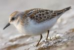 Little_Stint02~0.jpg