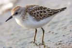 Little_Stint03.jpg