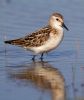 Little_Stint101010-5042.jpg