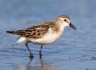 Little_Stint101010-5056(700).jpg