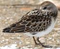 Little_Stint~0.jpg