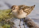 Little_Stint~1.jpg