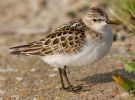 Little_Stint~2.jpg