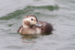 Long-tailed_Duck101018-6088.jpg