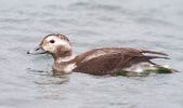 Long-tailed_Duck101018-6100.jpg