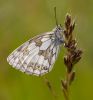 Marbled_White.jpg