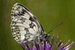 Marbled_White070627-01.jpg