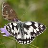 Marbled_White070704-01.jpg