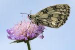 Marbled_White070704-02.jpg