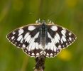 Marbled_White1.jpg