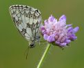 Marbled_White100630-4620.jpg