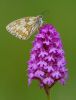 Marbled_White100630-4833.jpg