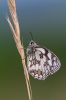 Marbled_White100630-4860.jpg