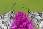 Marbled_White110626-0082.jpg