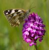 Marbled_White2.jpg